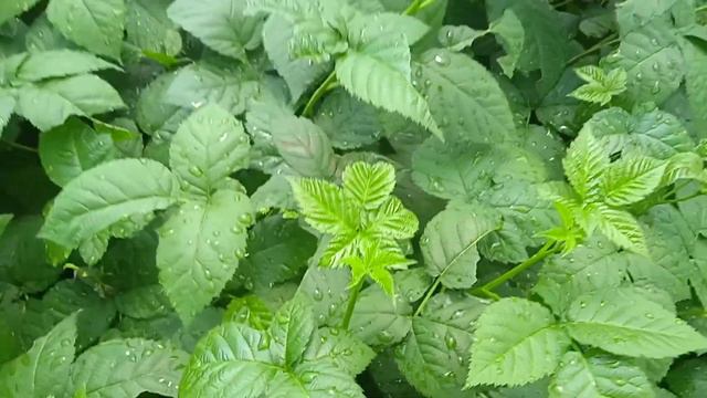 Блек Джем на 26 июня. смотреть онлайн