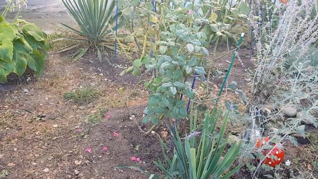 При посадке РОЗ - ШРАБОВ на Юге, учитывайте на будущее ГАБАРИТЫ Взрослых кустов !!! 14.09.22 год смотреть онлайн