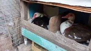 Вывод утят под уткой начался!!!Утята, хоть и маленькие, но очень проворные. Останутся ли яйца у утк