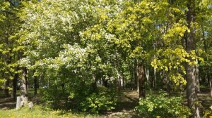 Прогулки по Петербургу - Дворы в районе метро Удельная.