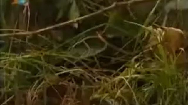 Приключения зверушек (Карусель, 2010-2011) смотреть онлайн