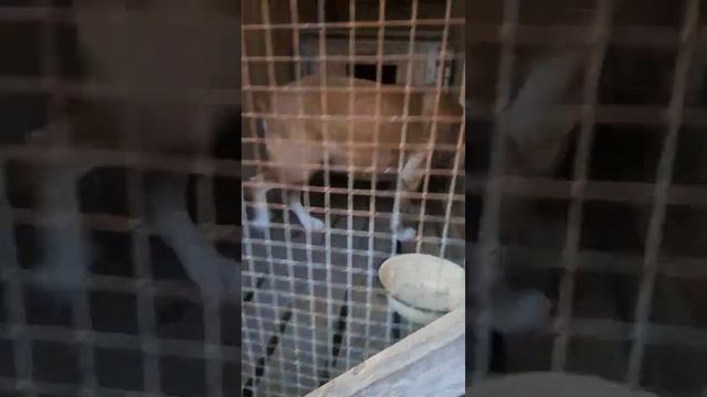 Собачка могла погибнуть под колесами машин. смотреть онлайн