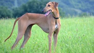 Африканские борзые — азавак