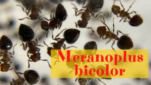 Meranoplus bicolor пушистые муравьи. Пересадка из пробирки.