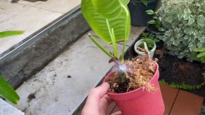 Receiving our Anthurium Veitchii