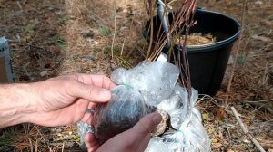 Посылка с саженцами из питомника Сады Урала