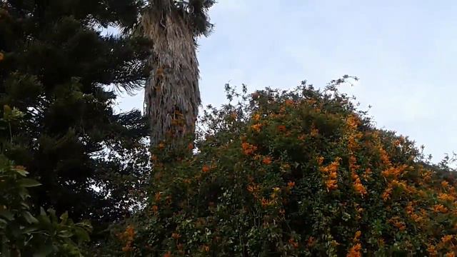 Фруктовые деревья. Израиль смотреть онлайн