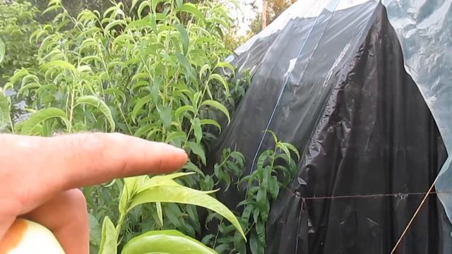 Плодовая стена из слив,и яблонь на даче. смотреть онлайн