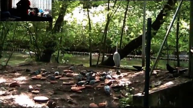 Amsterdam Parks