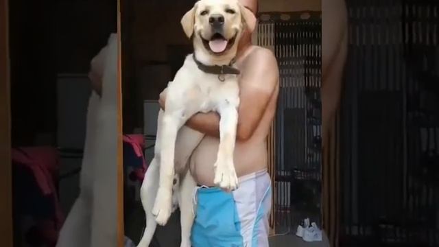 How to weigh a dog on a home scale?! ?#labrador