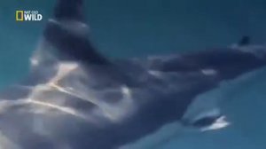 v s mobiОпасные животные Австралии, акулы