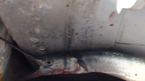 обзор Отель Falcon Naama Star 3*, отели Египет, Мухафаза Южный Синай, Шарм-Эль-Шейх, Наама Бей