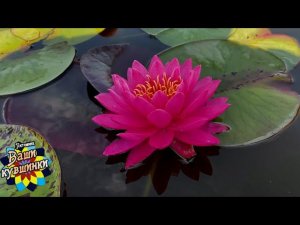 Нимфея Tan-Khwan (Тан-Кван) кувшинка, waterlily, водные растения, пруд