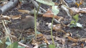 Тайная жизнь леса - лесные полёвки (Myodes glareolus)