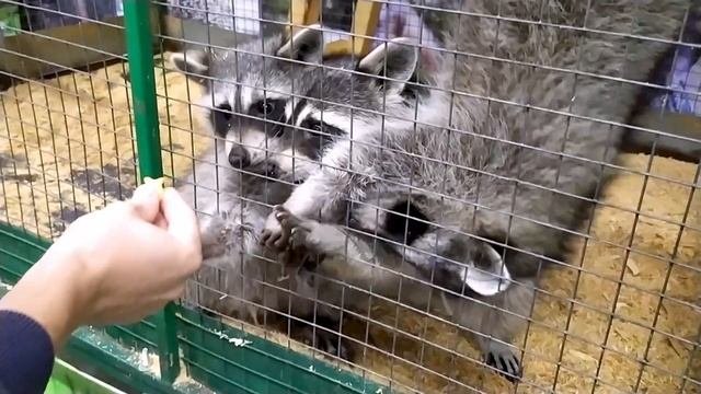 ЭКЗОТИЧЕСКИЕ животные! Аня на Экзоферме видео для детей