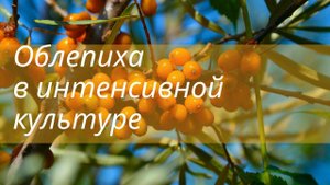 Облепиха. Начало эксперемента. Интенсивная технология.