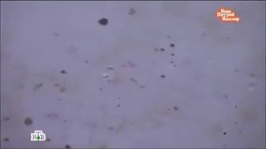 Биологическая опасность