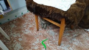 Кошка играет с удочкой дразнилкой | TrioL удочка-дразнилка "Неоновый хвостик" - распаковка, обзор