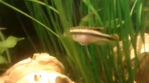 Аквариум 150 литров