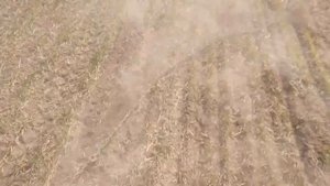 Заканчиваем подкормку озимых зерновых по методу Бузницкого. Прикорневая подкормка озимой пшеницы