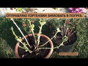 Отправляю крупнолистные гортензии зимовать в погреб .