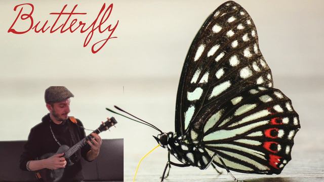 BUTTERFLY - ENYA FEATHER SOLID MAHOGANY BLUE (TENOR) смотреть онлайн