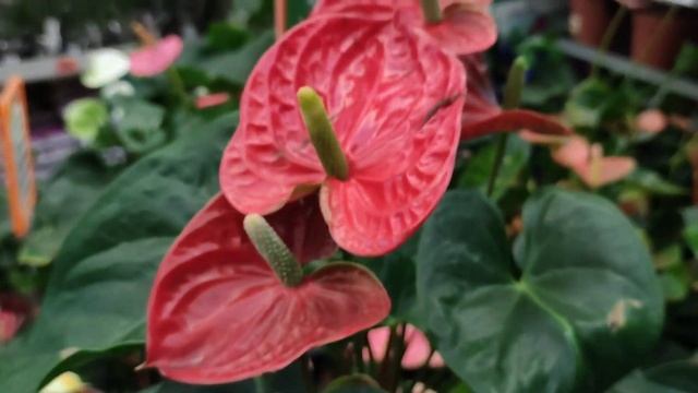 Мужское счастье можно купить в магазине. Разновидности антуриума смотреть онлайн