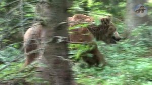 ? Медведь Против Стаи Волков. Кто победит?