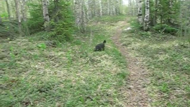 Питомник "ЦВЕТ ХИБИН".РУССКИЕ ЦВЕТНЫЕ БОЛОНКИ. смотреть онлайн
