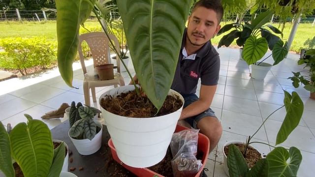 FASCINANTE TRASPLANTE DE PLANTAS NATIVAS DE COLOMBIA 🇨🇴 PERO EXOTICAS.😍😱 смотреть онлайн