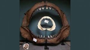 мегалодон.mp4