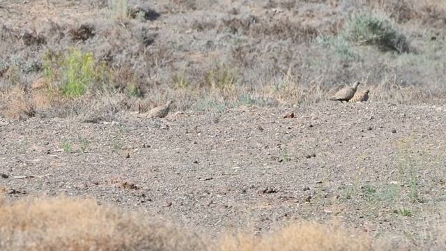 Природа Северо - Восточного Прибалхашья. Дрофа - красотка токует. смотреть онлайн