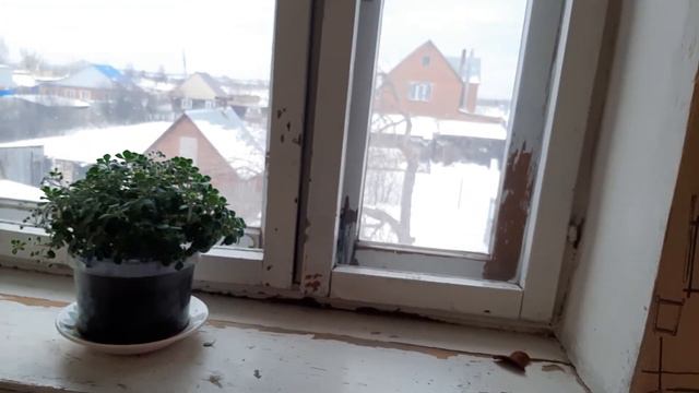 Моё увлечение цветами глоксинии и петунии