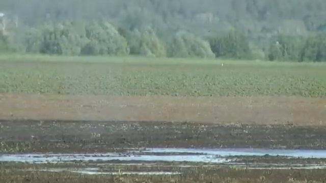 Оптовая продажа картофеля от производителя смотреть онлайн