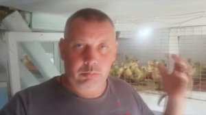 Сколько стоит суточный ГУСЕНОК. "Мое Подворье"