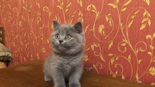Малышу 2 месяца. Британский котёнок,