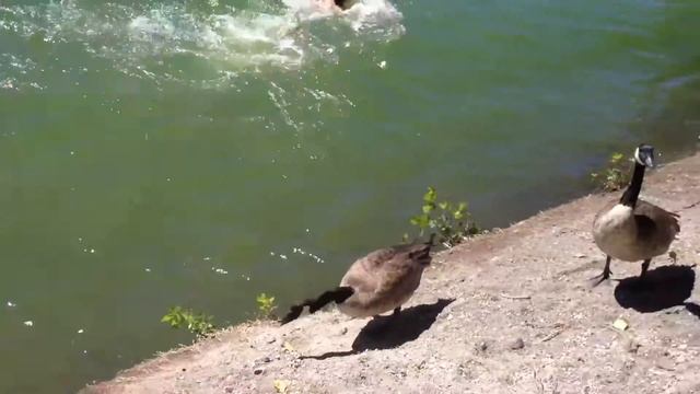 Орегон, река и гуси смотреть онлайн