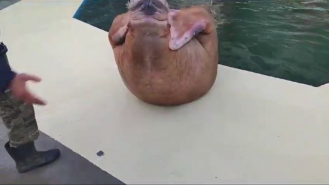 Морж Салтан 😍 С Наступающим новым годом вас друзья 😃🌲Парк Миниатюр смотреть онлайн