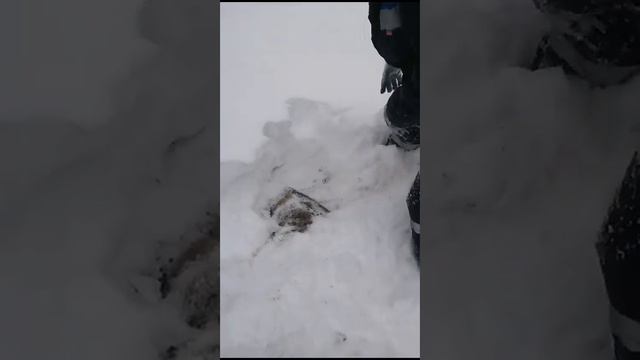 Доращивание луковиц тюльпанов после выгонки.