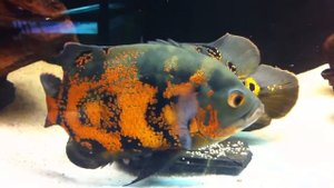Астронотус тигровый (Astronotus ocellatus var )
