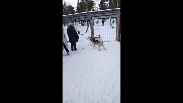 Экскурсия в хаски - парк ( Ловозеро, Кормим олений, Общаемся с собаками, едем на снегаходах). смотреть онлайн