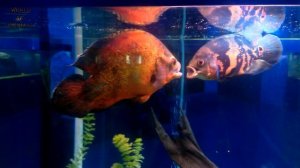 Глазчатый астронотус  (Astronotus ocellatus)