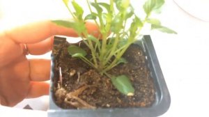 Виола 03.03.18 Первые цветы ампельной виолы