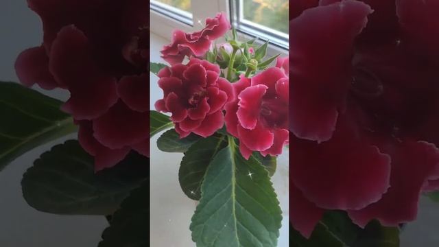 Глоксиния махровая. #глоксиния #глоксинии смотреть онлайн