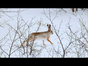 Охота на зайца. 5 МИНУТ И ГОТОВО. Первый снег. Тропление зайца.