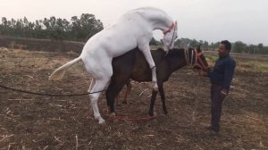 Indian Horse mating breed marwari