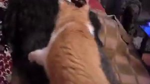 Кот вампир
