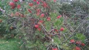 Калистемон или Красивотычиночник  экзотическое растение.