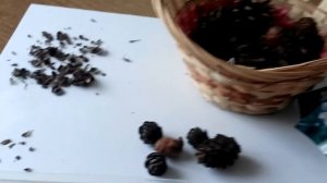 Проращивание семян лиственницы. Новый эксперимент. (20.05.2016.)