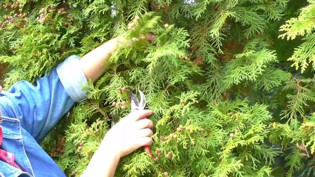 Осенняя стрижка хвойных//Лес дремучий// смотреть онлайн